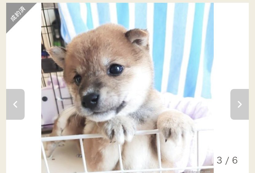 豆柴豆吉🐾1歳 (@mamekichi0620) / Posts / X