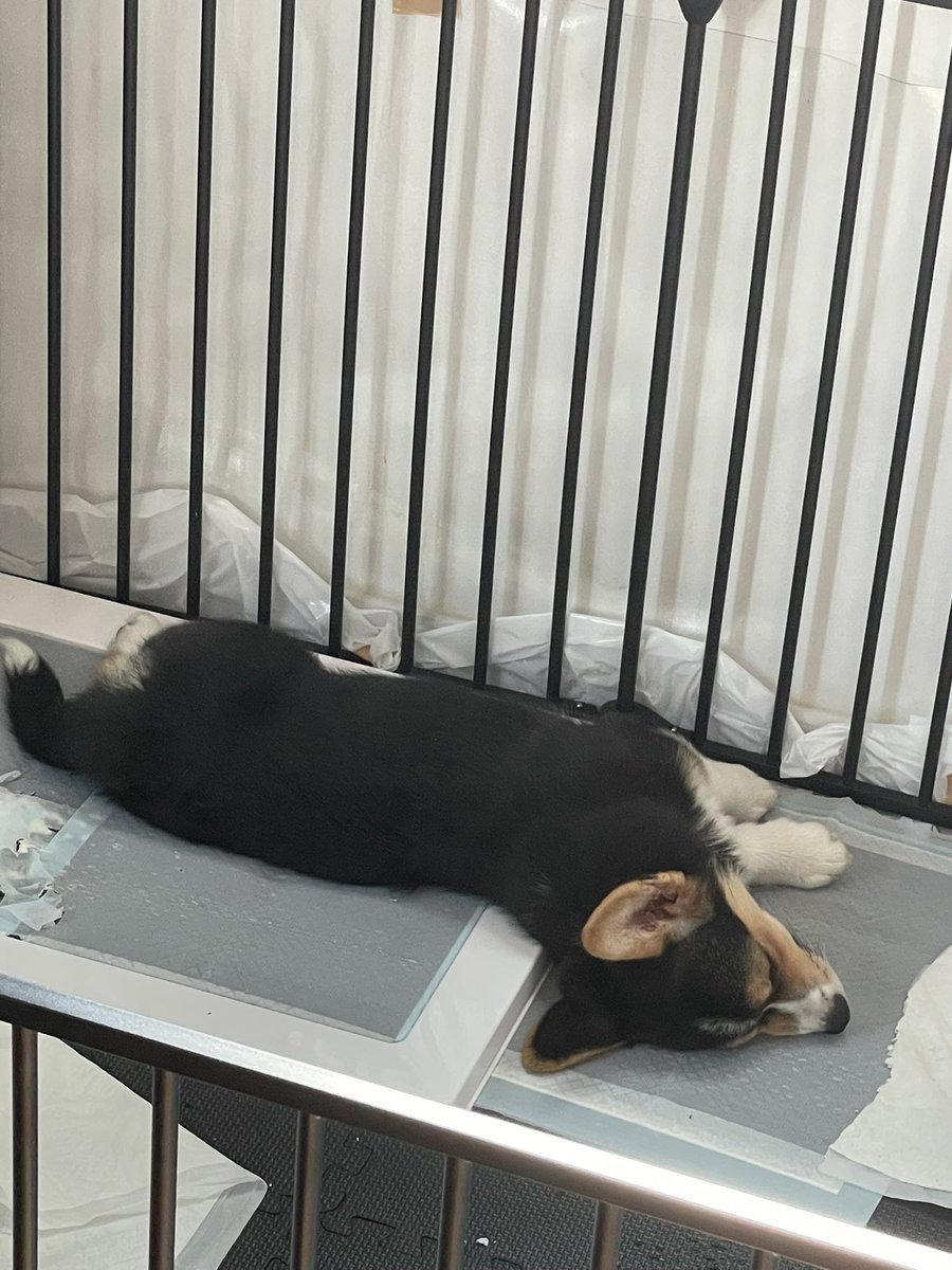 corginico's tweet photo. そこで寝ないでくれ🐶
Don't sleep there🐶

#コーギー #トイレでねる #nico #いぬのきもち https://t.co/vB4oLyyJsJ