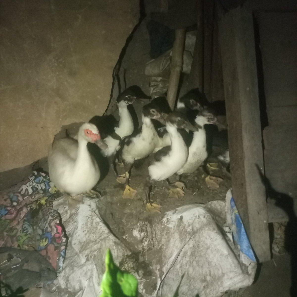 Optimismking's tweet photo. I just took this picture this night... Duck's have this ability, called UNIHEMISPHERIC SLEEP, helps ducks stay safe without giving up much rest.

It's one of nature's clever survival adaptations.

As I Waka go check them weda they're back, I fess see their mama raise Head the shift go back.

I was like, how did you know that I was coming 😂. I counted them and they were complete. Now they've waken other's that are sleeping.

A mother instinct is truly something else...🧏