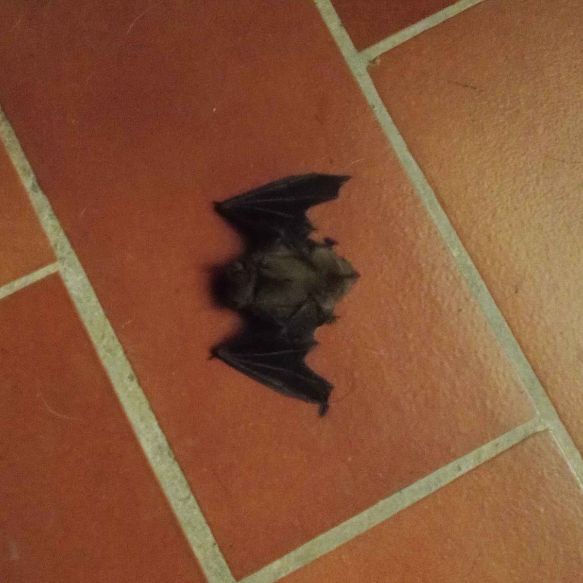 moner_nuria's tweet photo. Creo que se hizo daño con el ventilador... Me siento fatal por olvidar apagarlo... Me preocupa, pero al poco se fue volando. Así que supongo que estará bien. O eso espero. 💔 https://t.co/NhT3tGaspP