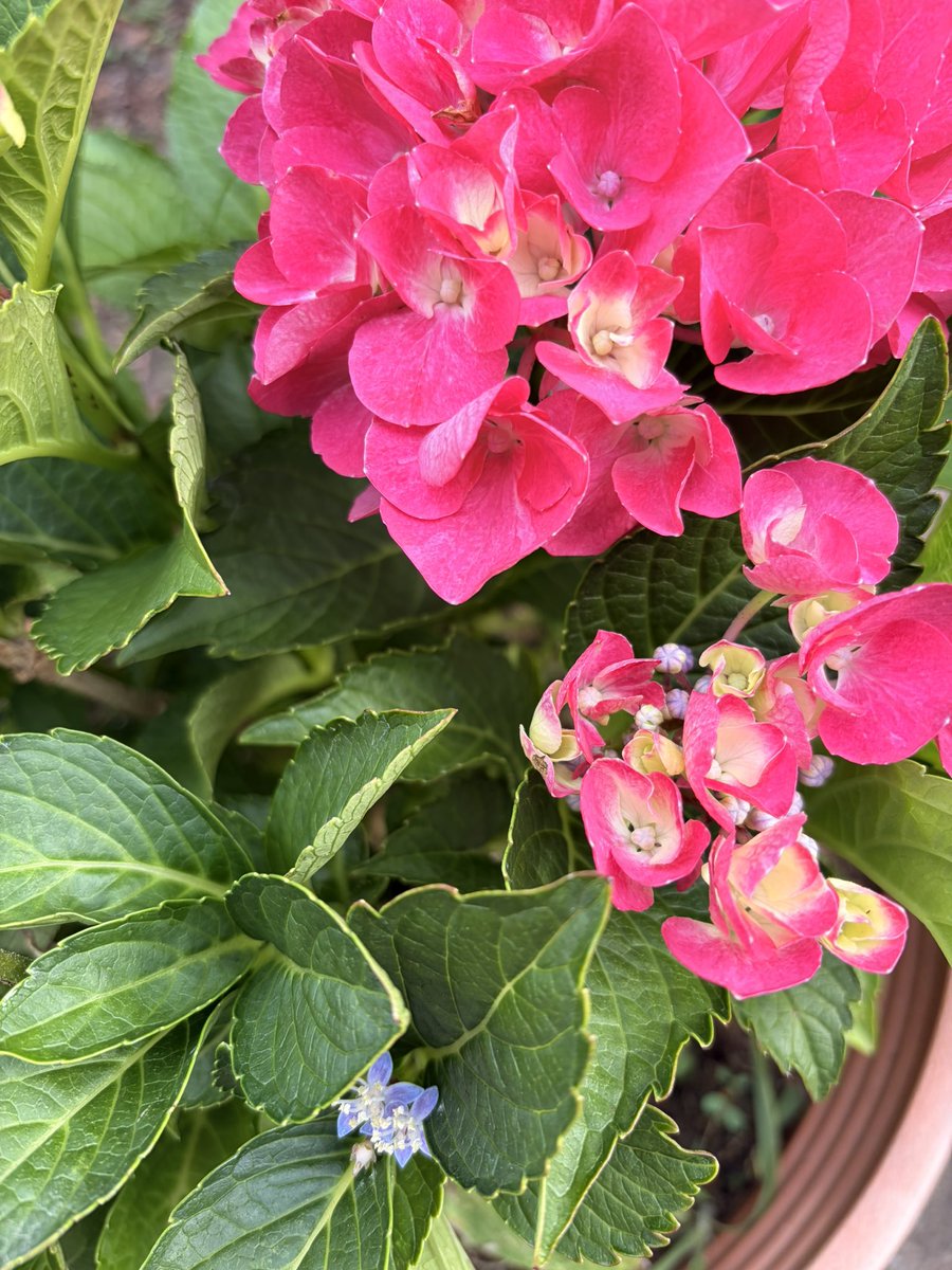 usagitaro12's tweet photo. おはようございます。今日も暑い💦

皆様体調には十分お気をつけくださいね。

実家の父からもらった紫陽花。ჱ̒ ᴖ⩊ᴖ ） 
私が数十年母の日にプレゼントしていた花を形見分けされているような気持ちです。
それにしても鮮やかな色ですよね。色加工なしでこの美しさ❁⃘*.ﾟ

 #お弁当
 #紫陽花 https://t.co/7YDiNRYFul