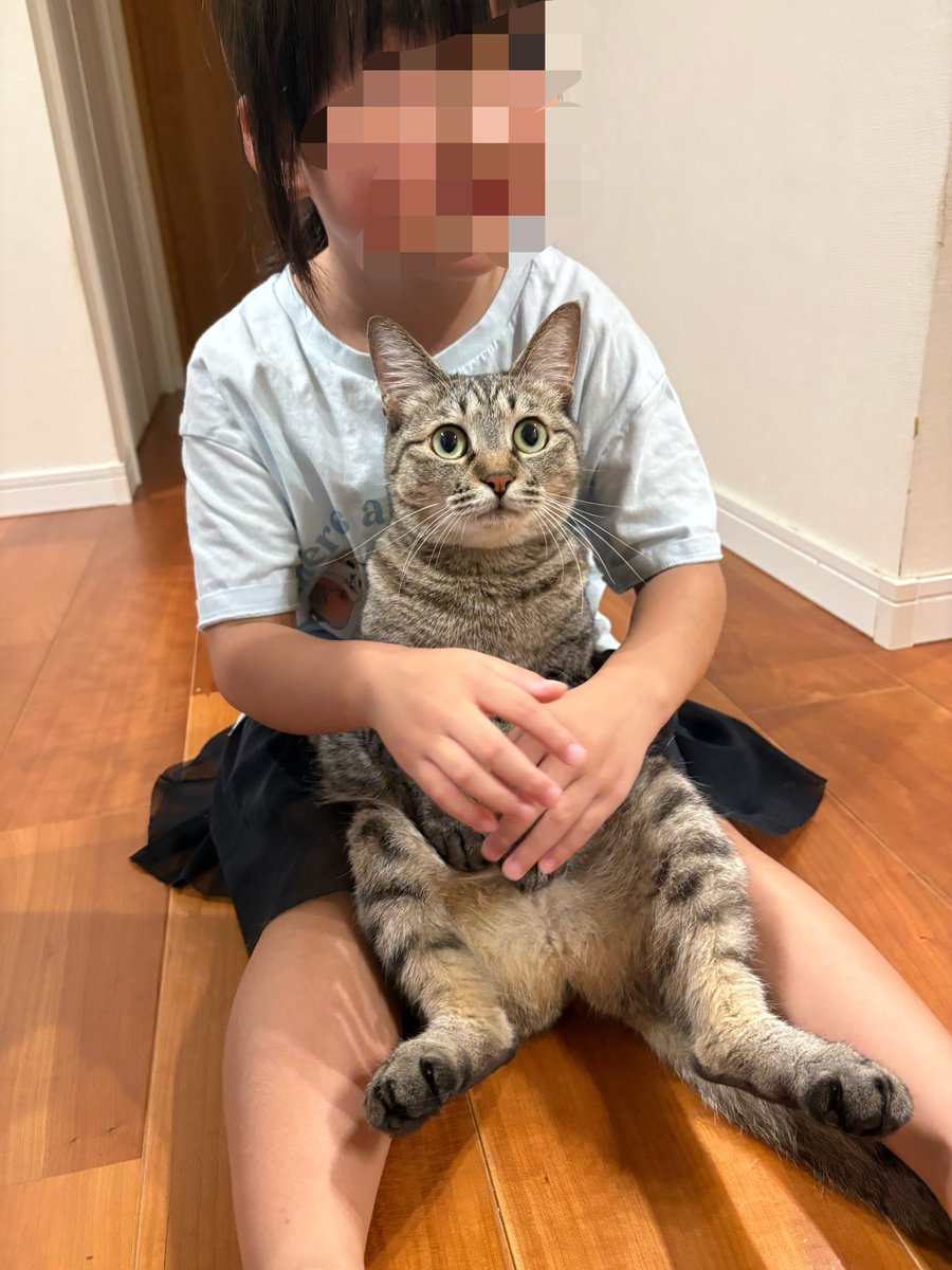すずつむふう【我が家の可愛い猫’s】 tweet media