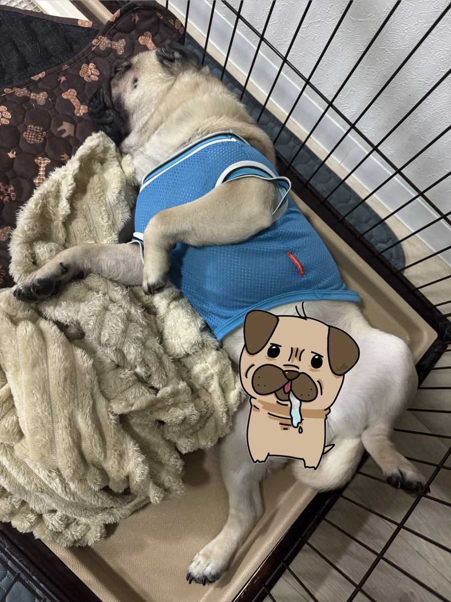 おはよー😪 最近寝不足だ🫠 画像はさっきから朝の散歩行こうと思ってる