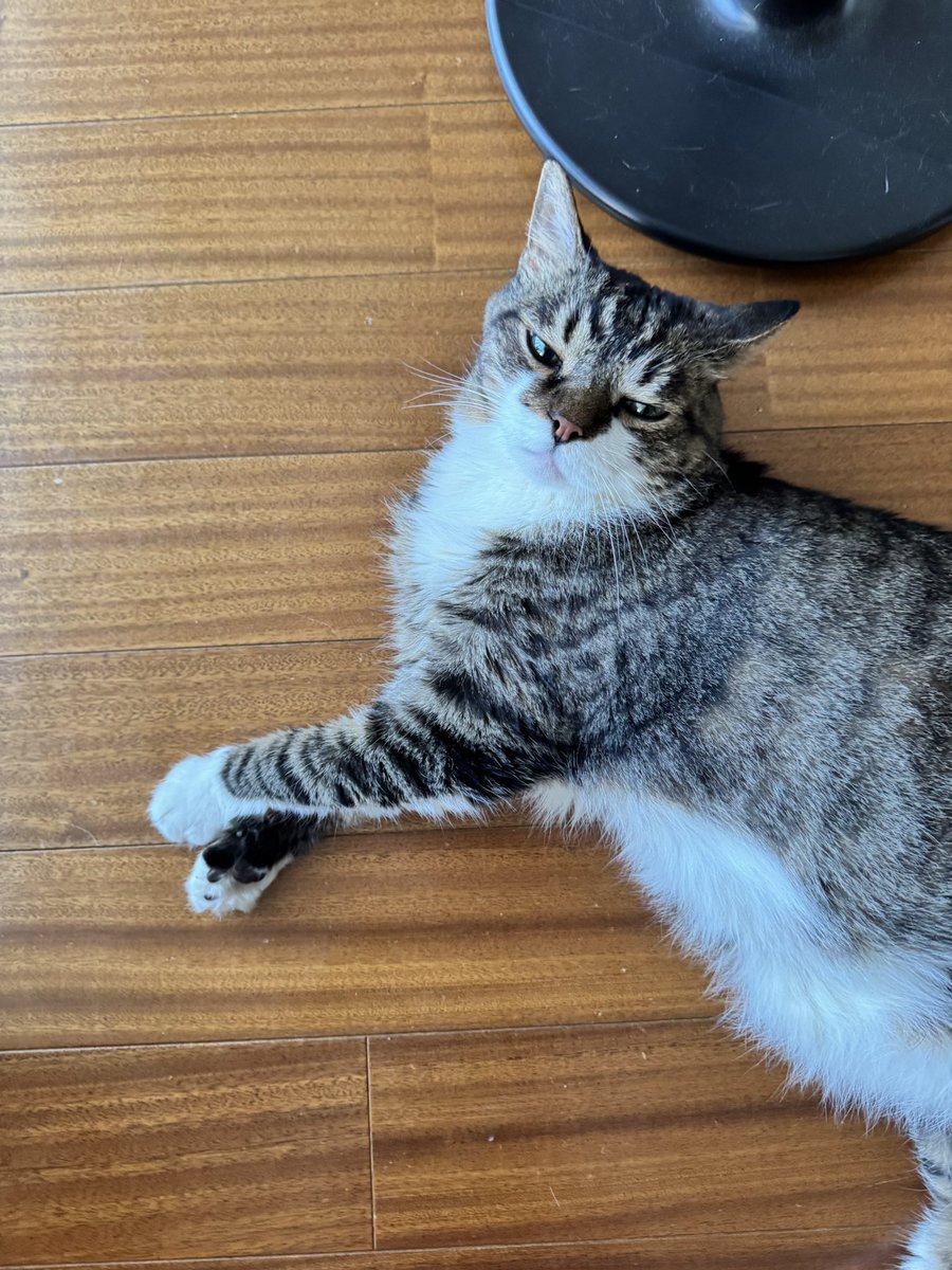 poncho_neko's tweet photo. 胸毛が白くてまぶしいぜにゃお！ https://t.co/lR0dyhSmWh