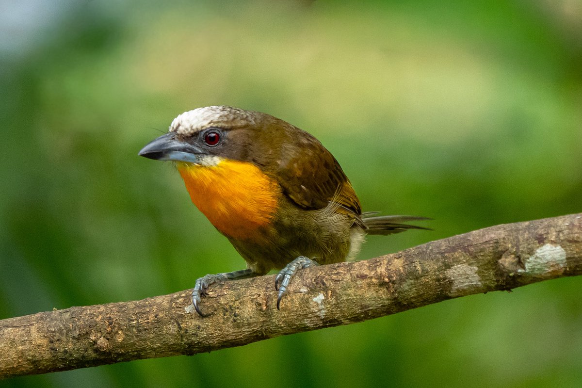 mitoGFP's tweet photo. Scarlet-crowned Barbet (female and male) and Gilded Barbet
#birdseenin2026 #birds #birdphotography #barbet #birdsofecuador #Ecuador #sonyA1 #birdsoftwitter https://t.co/7JWQ6T9xyU