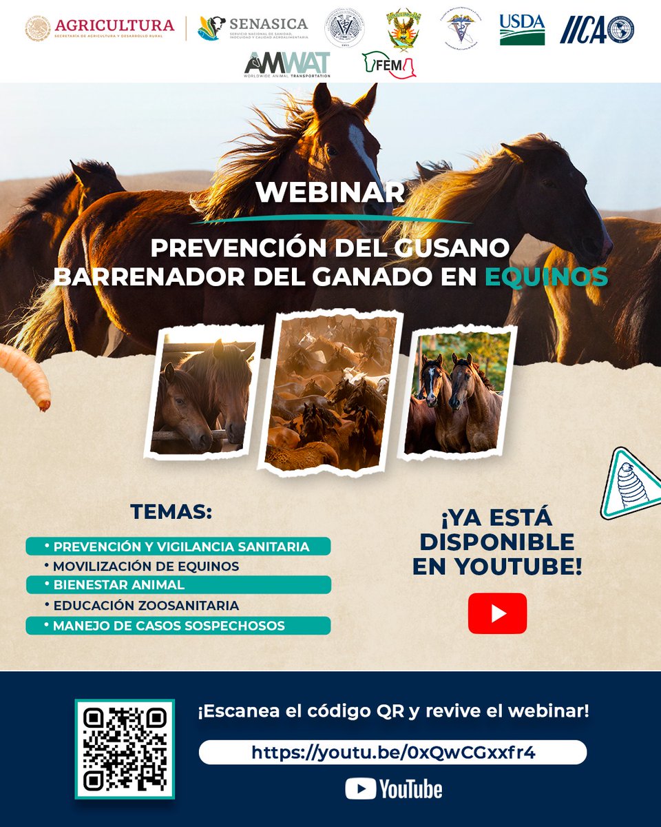 IICAMexico's tweet photo. 🐴🩺 Ya está disponible en YouTube el webinar “Prevención del gusano barrenador del ganado en equinos”.
Consulta la sesión sobre prevención, vigilancia sanitaria, movilización de equinos, bienestar animal y manejo de casos sospechosos de #GBG.
▶️ https://t.co/KJTC6WUxia
#IICAMéxico #SanidadAnimal #Equinos
