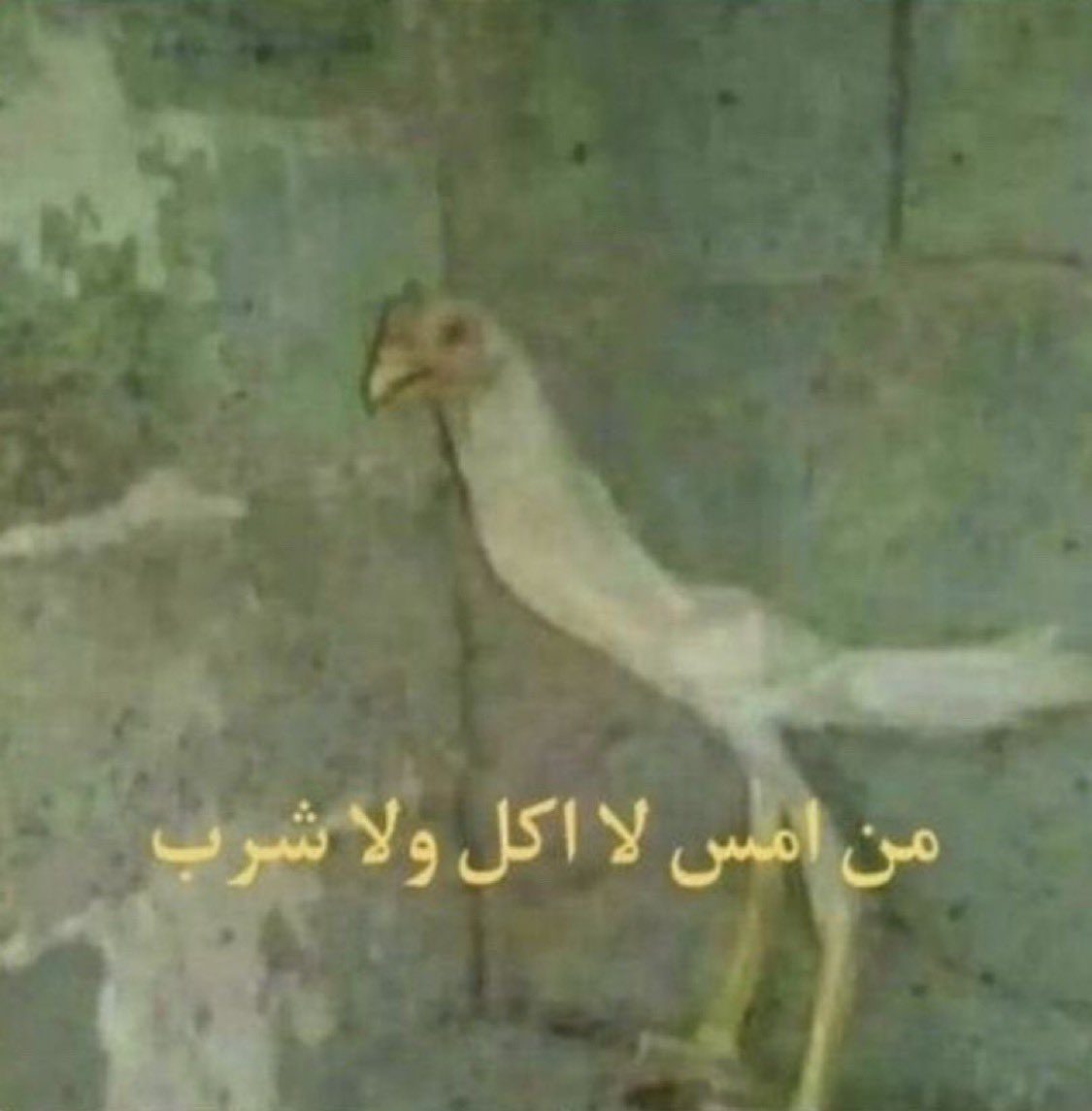 YouaremytypePP's tweet photo. آخر وجبة اكلتها قبل ١٢ ساعة https://t.co/d8zxrx2ygi