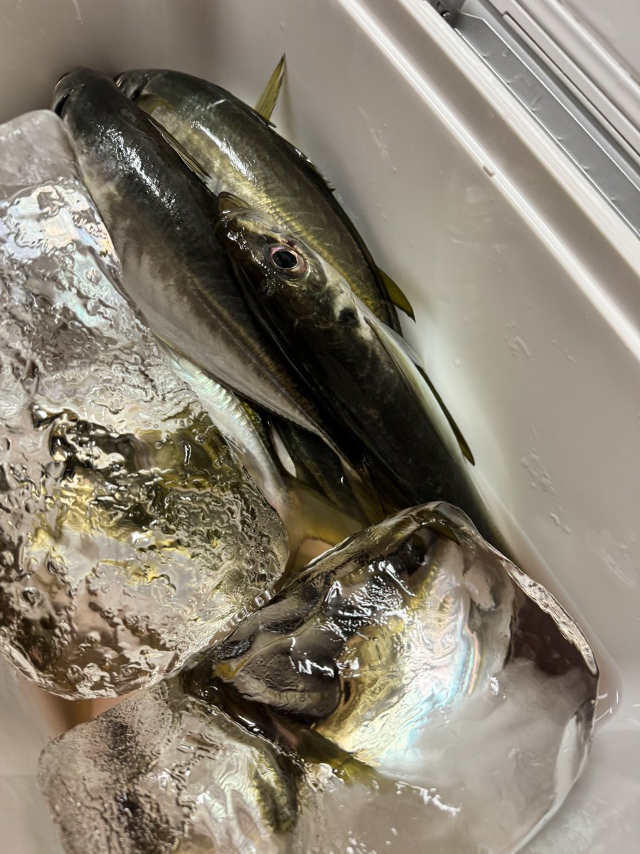 Kugecchu's tweet photo. 昨夜は久々のバチコン
久しぶりにいっぱい釣れてたので
釣りの写真撮り忘れた📷 https://t.co/hOQrpFHvEA