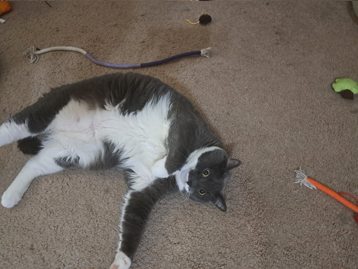 darknessangle15's tweet photo. @raorapanthera Roara you get my cats now Artemis and Luna https://t.co/mFpcnKbcRj