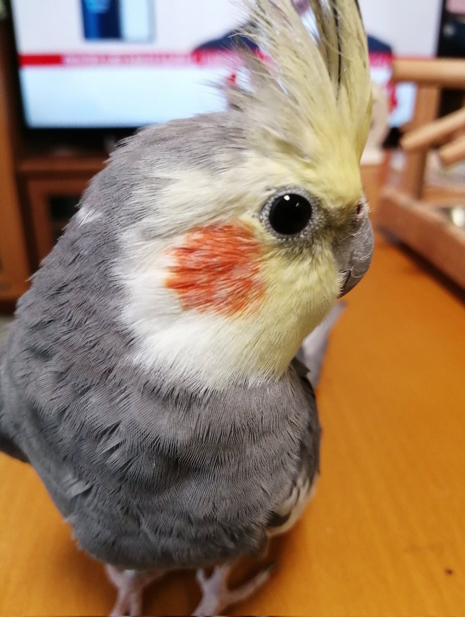 オカメインコ