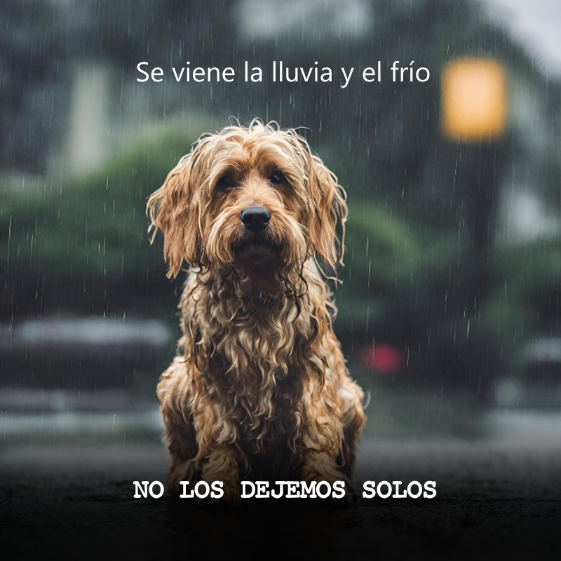 ElTaboinforma's tweet photo. Cuando la lluvia llega, miles de perros y gatos abandonados enfrentan el frío, la humedad y el hambre sin un lugar donde refugiarse. No los dejemos solos. 
@meganoticiascl @chvnoticias @TeletreceAM @biobio @TVN @CNNChile 
#mascotas #lluvia #sistemafrontal #neme #alerta #perritos https://t.co/qzRtd8HKcw