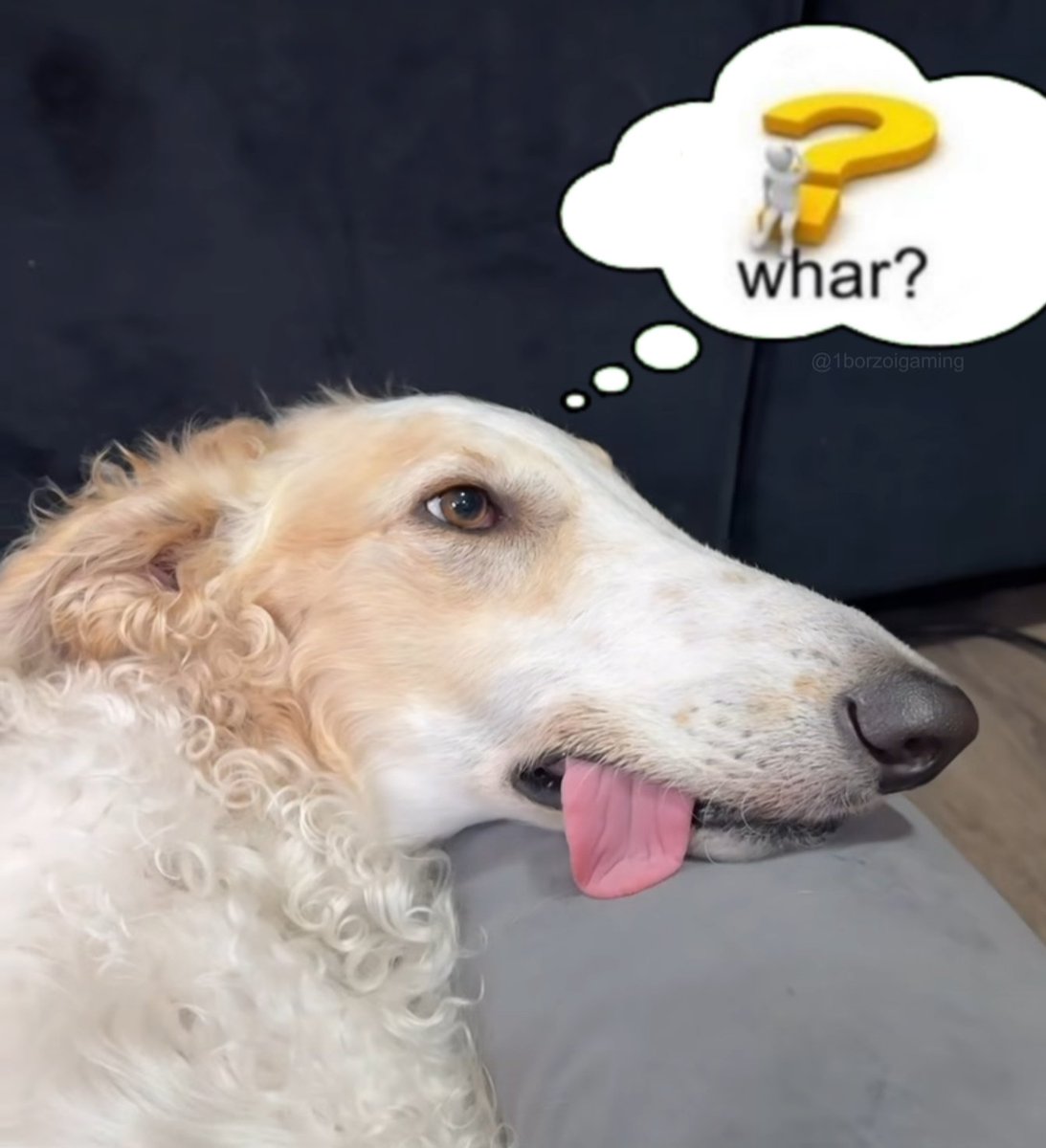1borzoigaming's tweet photo. #borzoi #borzoitwt https://t.co/eK3dIKZBk0