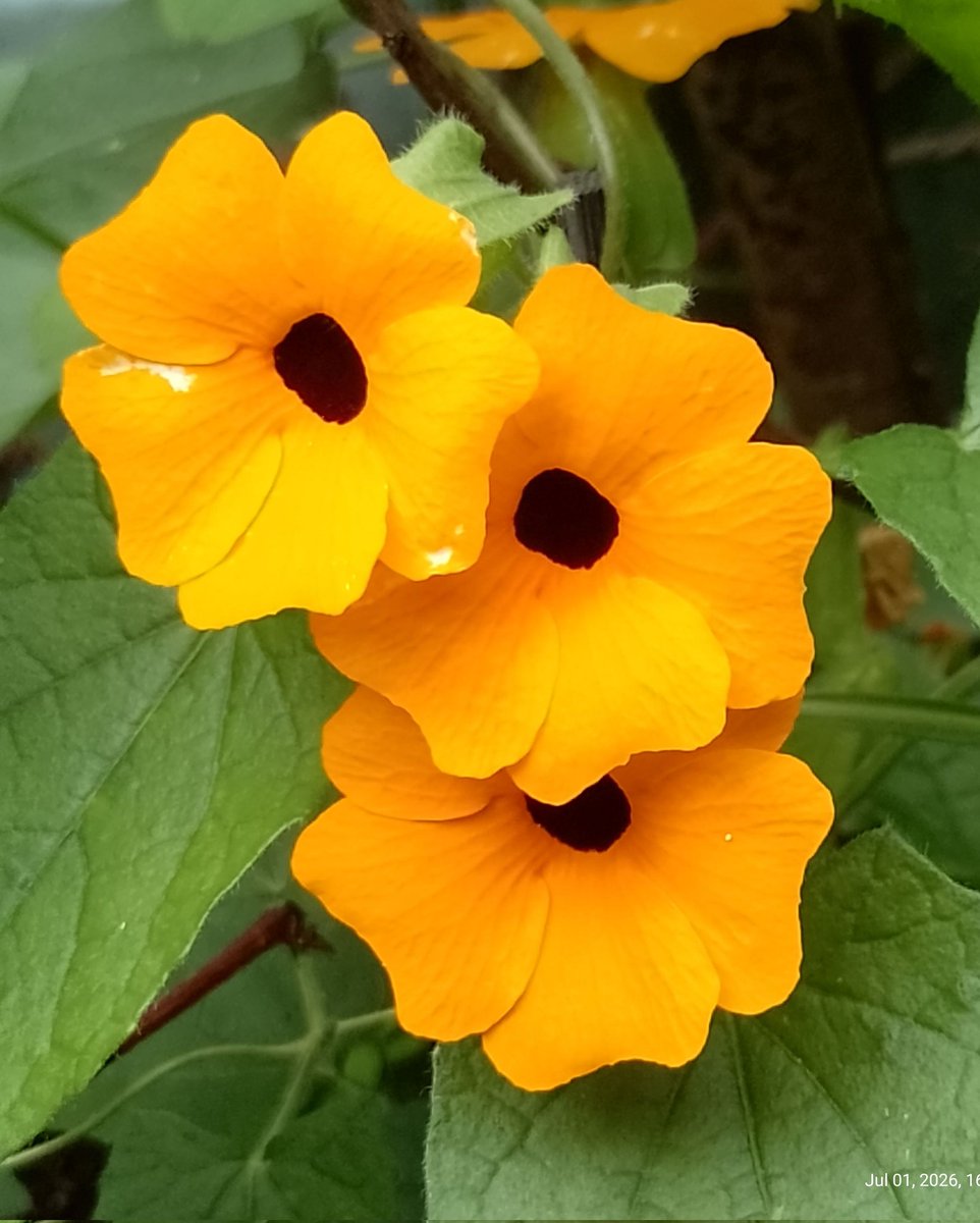 BuffbayB's tweet photo. Orange enough? https://t.co/PY7yaNN1yd