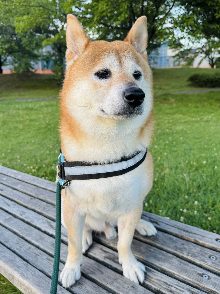 yoshi1830's tweet photo. ございます🌞
暑くなる前にお散歩行ってきたワン🐕 https://t.co/y12zi3jOz5