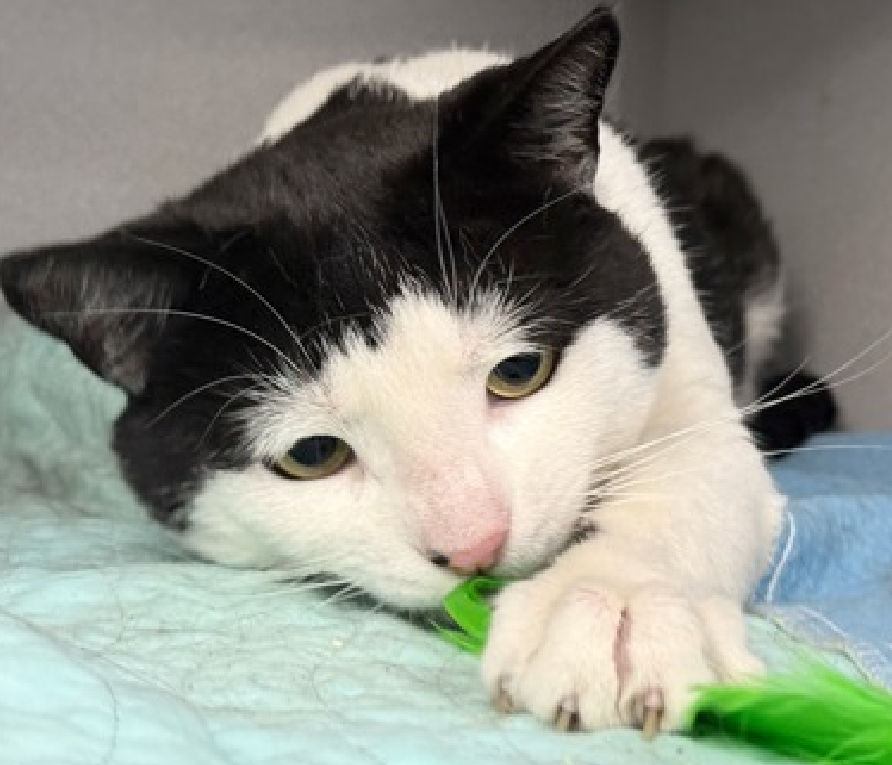 JLthekid9999's tweet photo. 🆘🆘 SOCCERBALL (ID 258100), 3 YO, MALE –  IN MANHATTAN ACC - came into the shelter as a stray on 6/25/2026.   🆘🆘 😿 😿 😿 😿

➡️TBD 7/16/26

➡️ MEDICAL PRIORITY – NEEDS MORE CARE AND ATTENTION THAN THE SHELTER CAN PROVIDE – IN MEDICAL ISO ROOM😱😱😱

➡️ 🆘🆘  1ST Chance on Emergency Placement List – VERY URGENT – 🆘🆘 😱🔥🔥😱

➡️ 20 DAYS IN SHELTER – TOO LONG – TIME IS RUNNING OUT

➡️ SOCCERBALL IS ON THE EPL FOR MEDICAL REASONS REASONS - He is a sweet, young cat with a poor appetite due to a severe upper respiratory tract infection. He needs supportive care in a veterinary clinic in order to recover. NOT EATING/APPETITE ISSUES ARE A DEATH SENTENCE IN SHELTER.  This evaluation/diagnosis means that SOCCERBALL will be given very little time for rescue/foster/adoption.🔥🔥🔥🔥

A volunteer writes: Soccerball is a handsome gent found in a large hospital parking lot. A worker spotted him three days in a row and decided to bring him to safety. Soccerball is quite a catch, sparkling white with an all ebony coiffe crowning his beautiful head. Soccerball likes to lounge and sometimes can be found in a deep sleep. Tap on his shoulder and he will be ready for his meet and greet!Indeed, Soccerball is a friendly and welcoming kitty, super playful too and the good thing, he does not get overstimulated and enjoys petting while playing. Soccerball's SNAP test was found positive for FeLV, an immunological condition that predisposes cats to infections as well as other medical issues and can shorten their lifespan. It is only contagious to other cats. Therefore FeLV+ cats should be the only pet in the house or live with other cats with the same condition. Soccerball's diagnosis should be confirmed or discarded by other tests that will need to be done by an outside veterinarian. Soccerball is so worth to meet and if your household meets his needs, why not considering him as your forever best friend? What my friends at ACC say about me: My history is a mystery and my friends here do not know much about me yet! Cheek and chin scratches make me so happy! Soccerball is a cat's cat who is sweet, friendly, and knows who he is! He was in a deep sleep, but with enough petting, he woke up and was very curious, ate treats, and enjoyed petting. In time, he was coaxed down with a squeeze-up treat and was at the front eating it while continuing to enjoy petting on his head, cheeks, and along his back. He struggled a bit during the pick-up, but he allowed himself to be picked up and held in the assessor's arms. When he was set back down, he resumed eating and being his calm and curious self. Soccarball interacts with the assessor, solicits & appreciates attention, is easy to handle and tolerates all petting. This cat is suitable for any level of adopter experience. ❤️ 😻❤️ 😻❤️ 😻

NEEDS OUT OF SHELTER ASAP –

Please RT or pledge, if you can, to save this little one.

@AdamsPaulGrimke
@mehser12

💔😿🙏Thank you