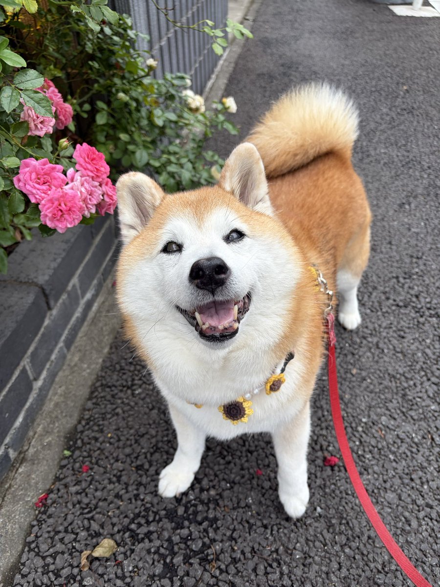 shomaruoneone's tweet photo. 終わったと思ってたバラが復活してたのが嬉しくて2日連続で見に来たよ！
うれしそう犬かわいいぃぃ https://t.co/G8ZhDc63CS