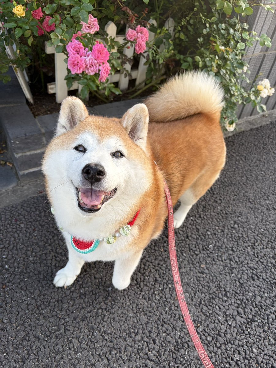 shomaruoneone's tweet photo. 終わったと思ってたバラが復活してたのが嬉しくて2日連続で見に来たよ！
うれしそう犬かわいいぃぃ https://t.co/G8ZhDc63CS