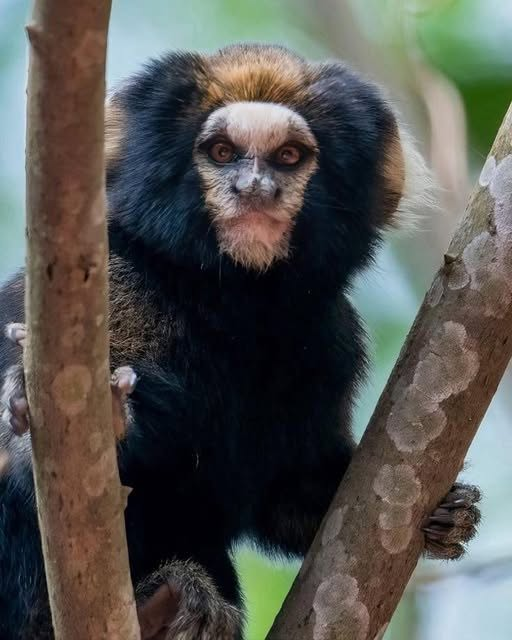 XGatokupa's tweet photo. Ni la más satánica banda de rock puede competir con el look del tití de orejas blancas (Callithrix aurita). https://t.co/YUWT4QXMBr
