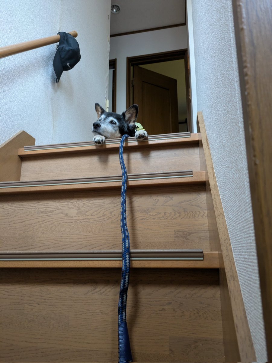 AYA211010's tweet photo. うちの散歩拒否犬 https://t.co/kTDXpBdaDR