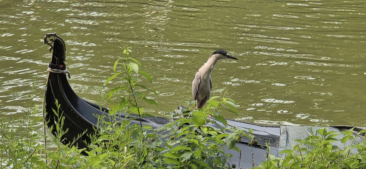 ibookery's tweet photo. Night #heron on #gondola
On the Lake @CentralParkNYC @NYCParks by Boathouse.  @BirdCentralPark #birdcpp https://t.co/WdQc8JNAMx
