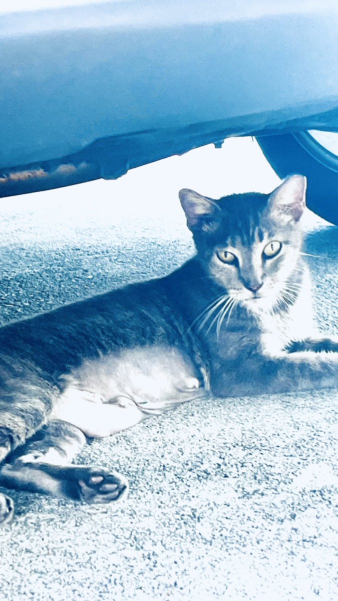 ButtersKatz's tweet photo. #MeanwhileInFloriduh mama needs a name ๐ป finally trapped on Tuesday, spayedโผ๏ธShe is grey in color , 9 mos old,resilient, smart , sweet & so sad lost 2 of her babies. Problem down here in #SOFL horrificโผ๏ธ Spayed, vaccines & flea meds , big Thanks #PeggyAdamsAnimalRescue ๐ฏ ๐๐พโคต๏ธ๐๐๐๐๐พ๐ป๐๐๐๐พ๐ฏ