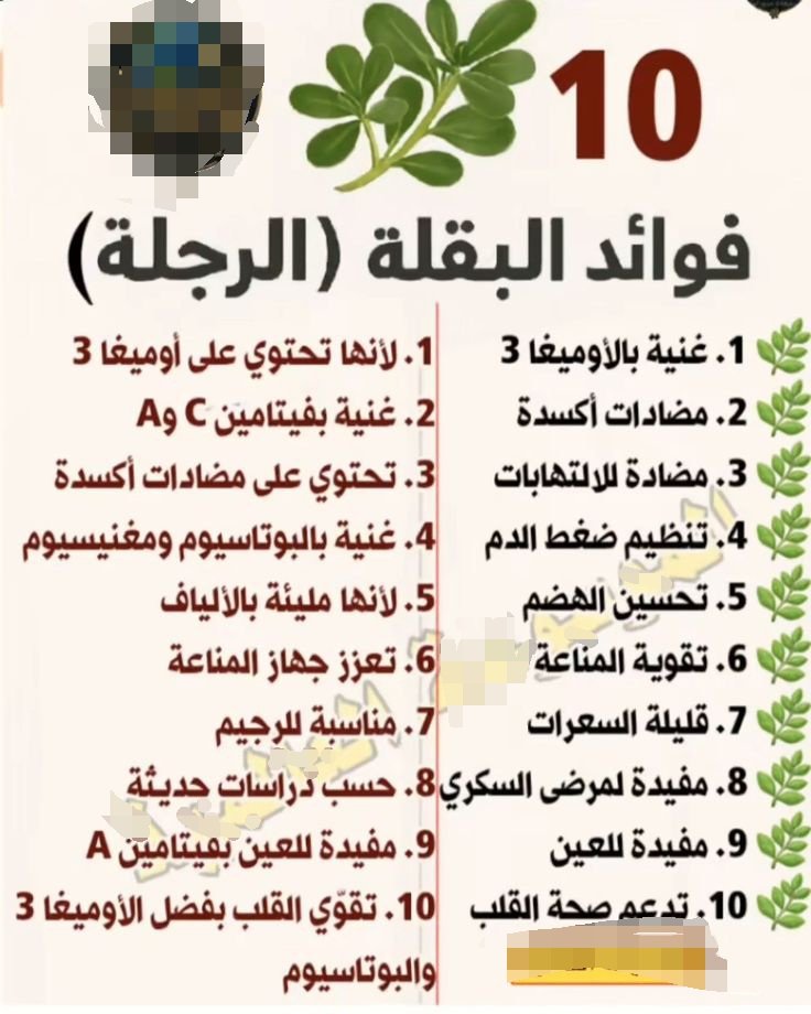 EmadAbuOmar70's tweet photo. #فوائد_البقلة (#الرجلة) https://t.co/hEHXYyk6Zt