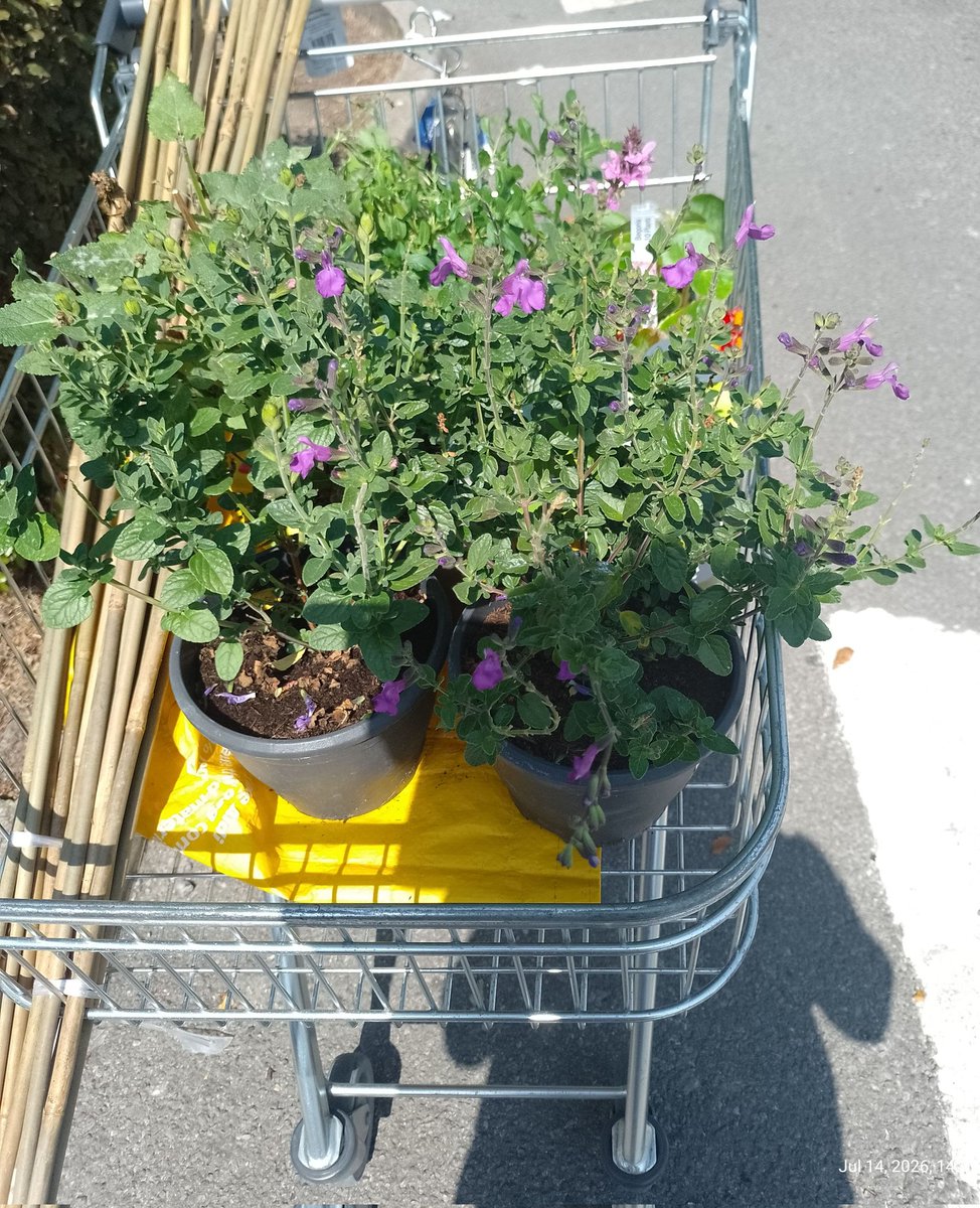 BuffbayB's tweet photo. Today I went to the shop for bamboo canes and ant powder..... I need professional help 🎶🙆 I tried giving myself a good talking to but it didn't work so I have to dig up more 'lawn' to fit these in. Good night community, sleep well. 😊 https://t.co/yqAGMAzdzM