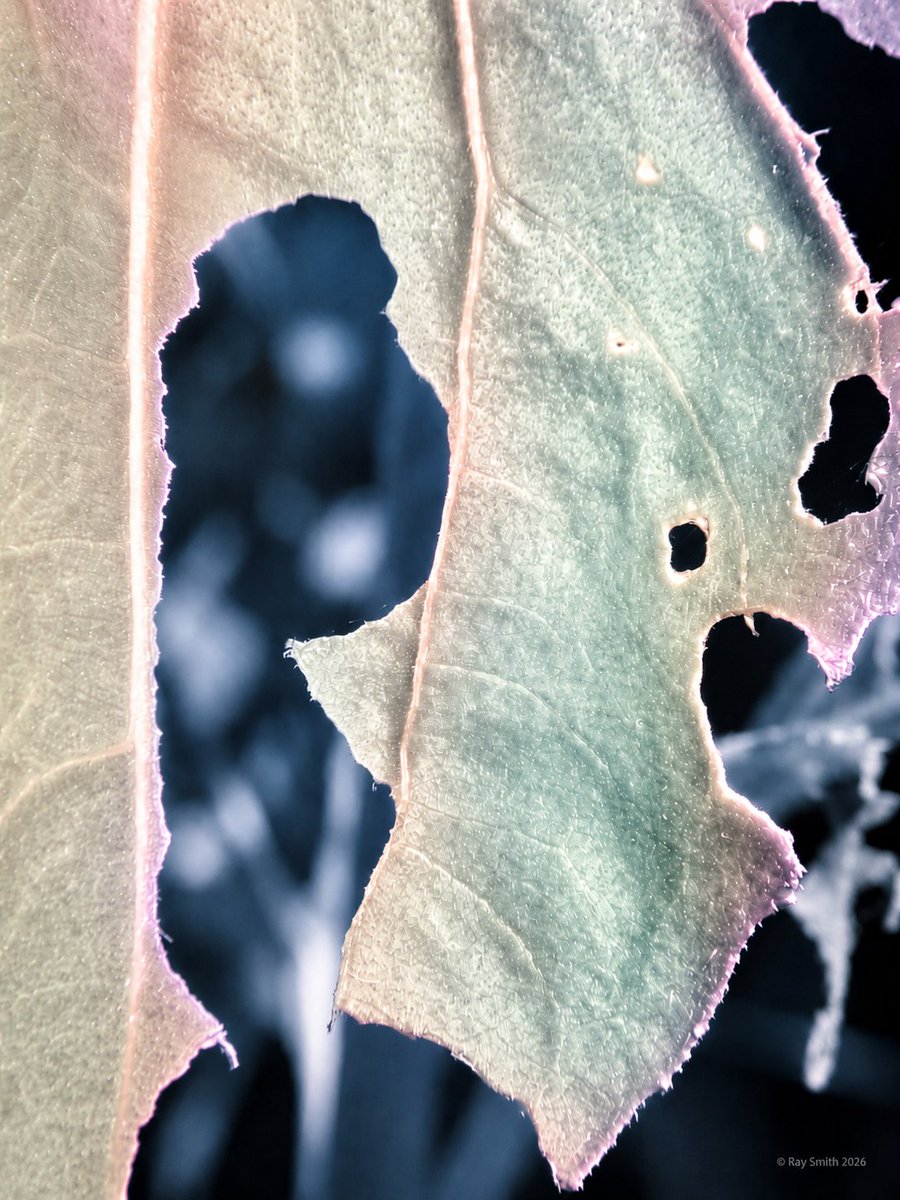 RaySmith_Works's tweet photo. Garden, July 2026
#Infrared Studies

Flowers, grasses, nibbled leaves, seed heads, roses and fruit transformed through pale foliage, pink light, deep blue shadows and flashes of gold.

Familiar garden made briefly strange.
#InfraredPhotography #MacroPhotography https://t.co/U4Nb40CDhe