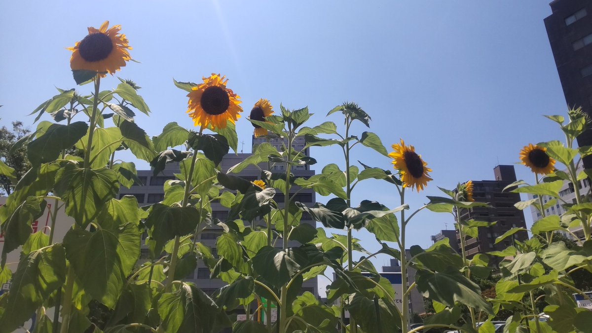 iksb19's tweet photo. 暑さが半端ないけど青空に🌻が映える☀通り道に元気をもらう🌻 https://t.co/xFu36rKKr3