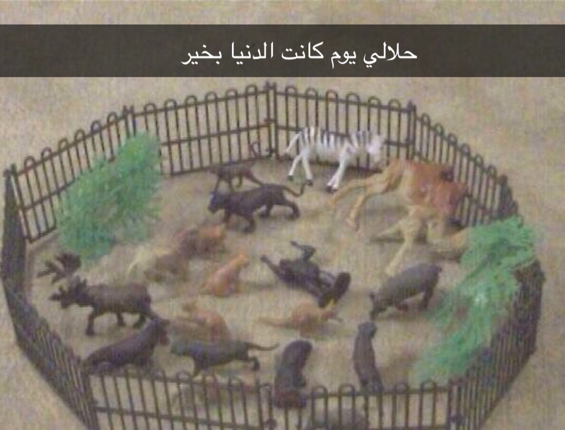 سنيوري tweet media