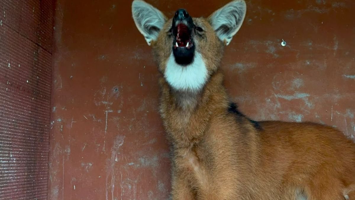 bichoargentum's tweet photo. Lobizon enojado 🦊

Rescataron a un Aguará Guazú en Puerto General San Martin.
Fue visto corriendo anoche y  afortunadamente hoy lograron capturarlo y ponerlo a salvo.
Lo están evaluando para liberarlo en Salta Fe 🙏🏻

Escúchalo 🐾

Se lo ve muy nervioso 🥹 https://t.co/UqDDeXiU1N
