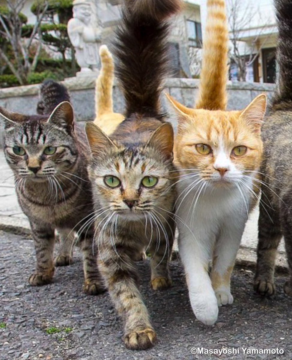 nekoiroiro's tweet photo. ずんずんずん https://t.co/6qLNoWYkCS