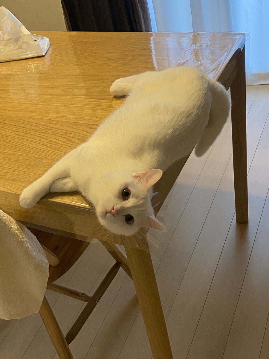 my_cstt's tweet photo. なんできわきわで寝転ぶのか(たまに落ちてる) https://t.co/oJgbDU97FB