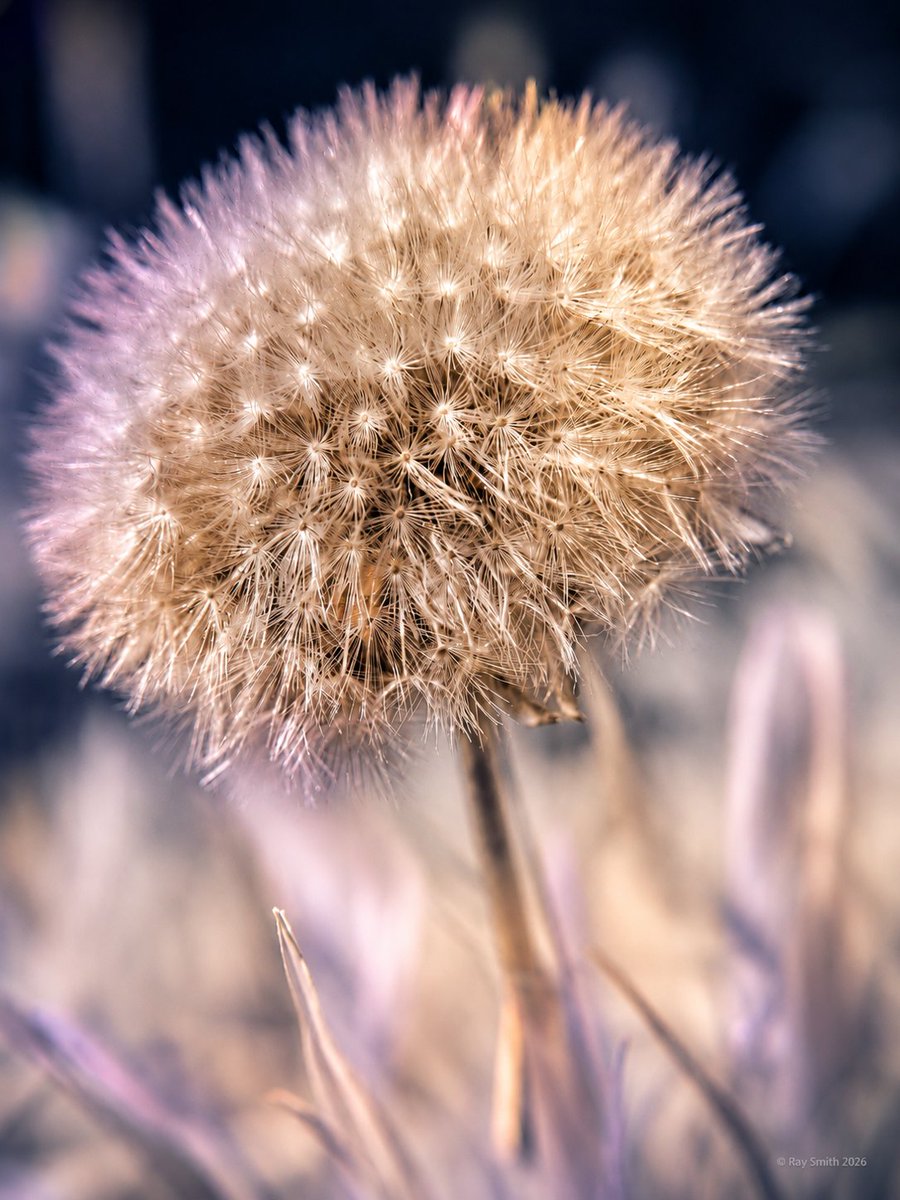 RaySmith_Works's tweet photo. Garden, July 2026
#Infrared Studies

Flowers, grasses, nibbled leaves, seed heads, roses and fruit transformed through pale foliage, pink light, deep blue shadows and flashes of gold.

Familiar garden made briefly strange.
#InfraredPhotography #MacroPhotography https://t.co/U4Nb40CDhe