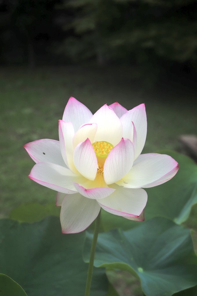 shingyouji_jodo's tweet photo. ～蓮の開花情報～

7/15　宝鏡寺蓮（ほうきょうじれん）

京都の人形寺として有名な尼門跡寺院に伝わる爪紅一重咲品種です。

#蓮
#ハス https://t.co/a4hvrMKKdx