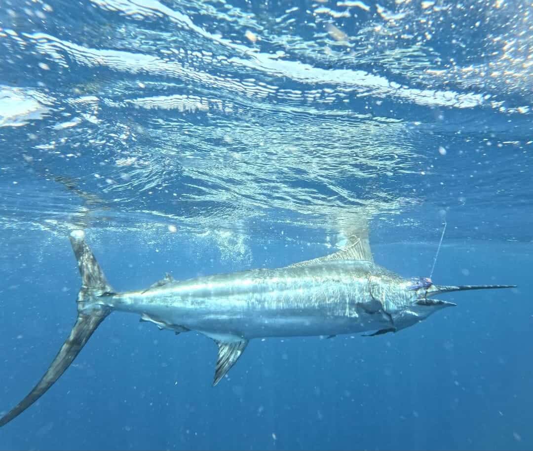 Billfish Report tweet media