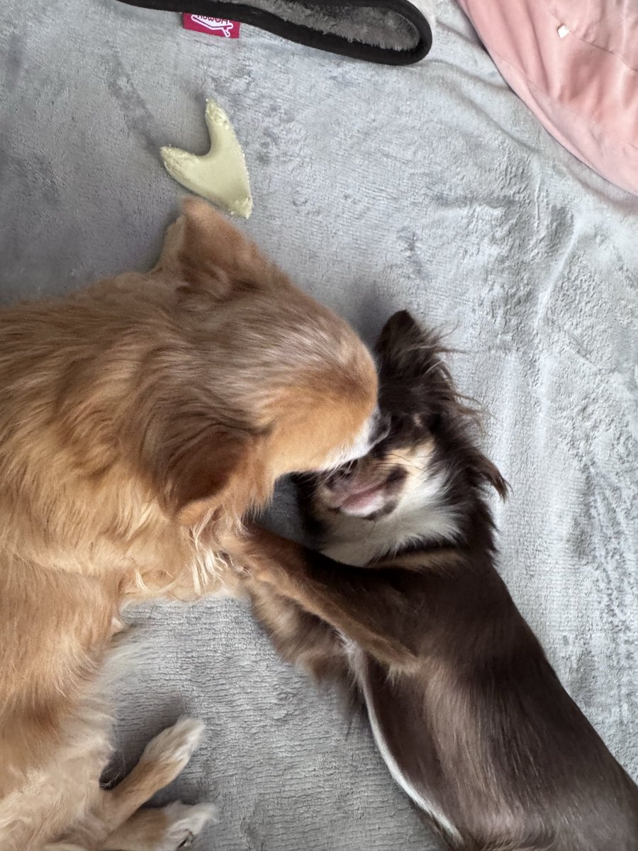 mofmoffree's tweet photo. おもちゃ🧸そっちのけでモフ姉に猛烈アピールモフ子👶モフ姉しかなく相手してあげてる😆
#チワワ党
#モフモフ姉妹
#チワワーズ https://t.co/uEpib5t6FJ