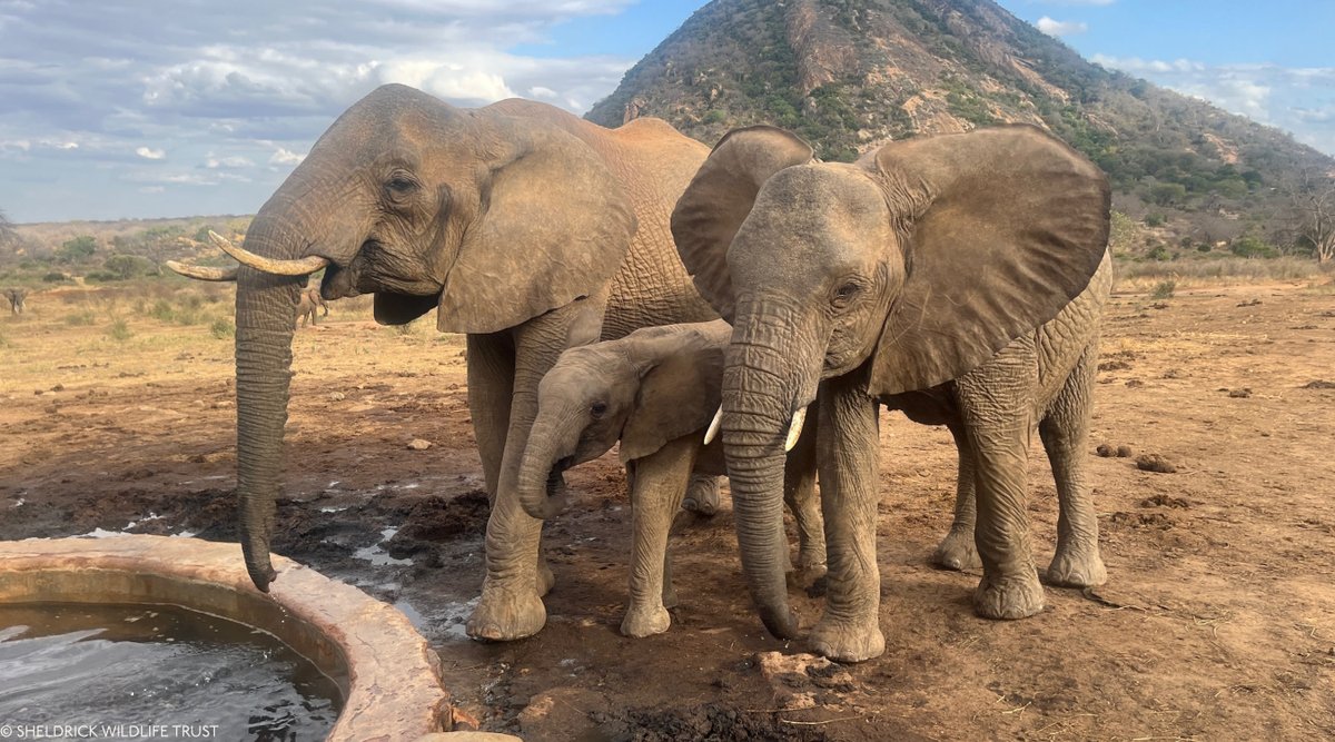 Sheldrick Wildlife Trust tweet media