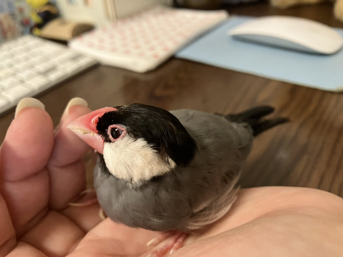 bunchodo's tweet photo. トリちゃんホカホカだねぇ
#文鳥 https://t.co/jjbjwWRyIQ