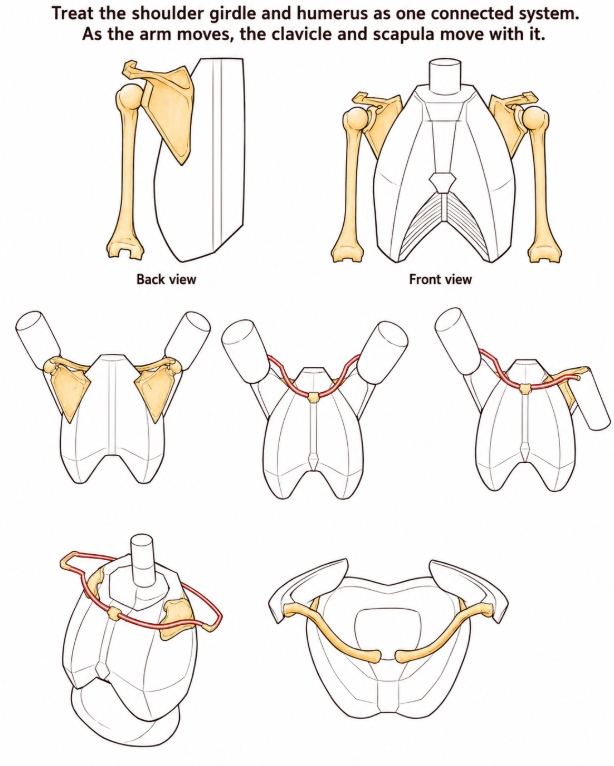 ChromaFlowx's tweet photo. shoulders and humerus https://t.co/IjVsXsPVAL
