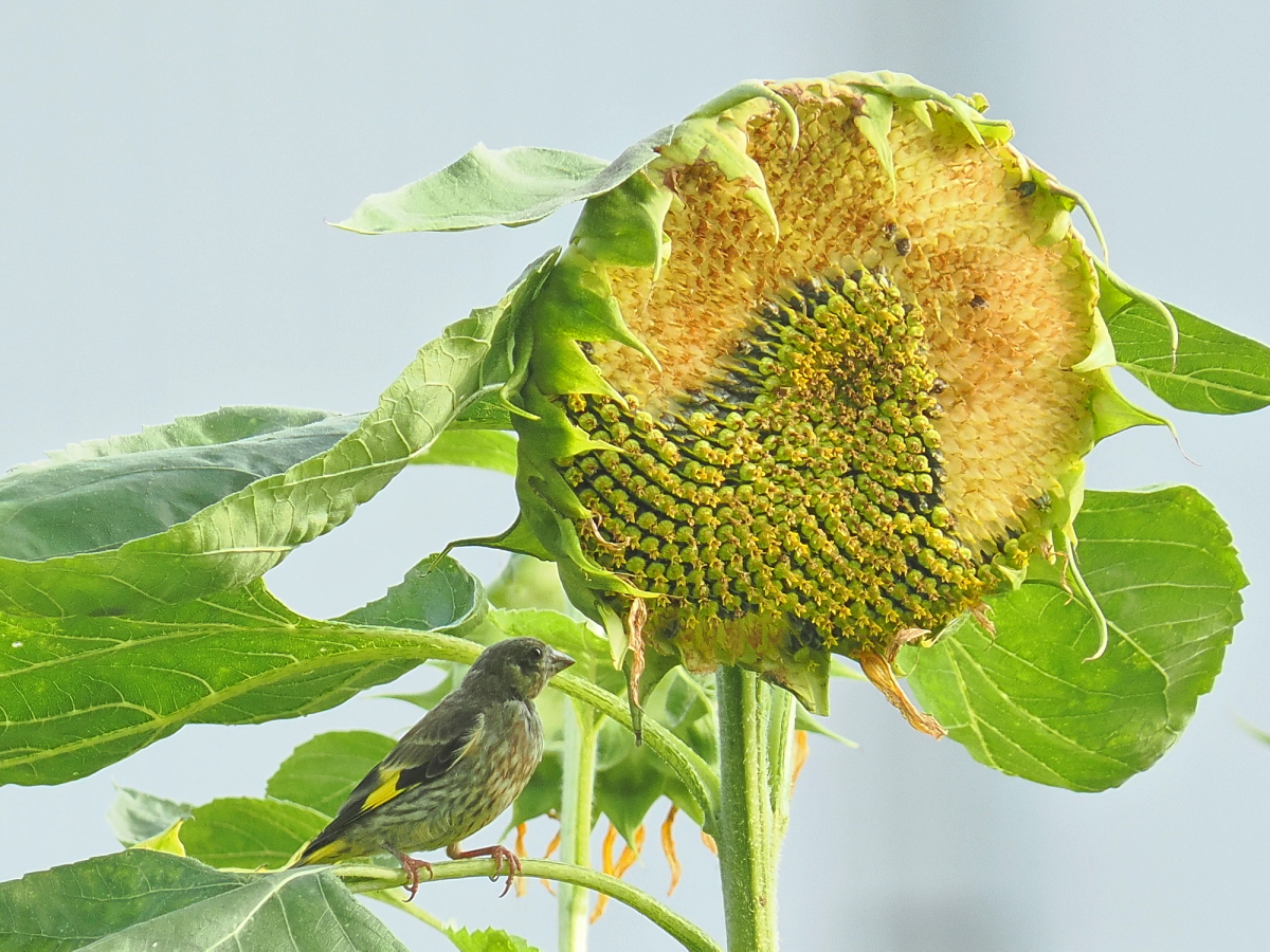wb_wings's tweet photo. 河原鶸
#カワラヒワ
#OrientalGreenFinch
#野木町
2026/07/15 https://t.co/zOd45FIOL9