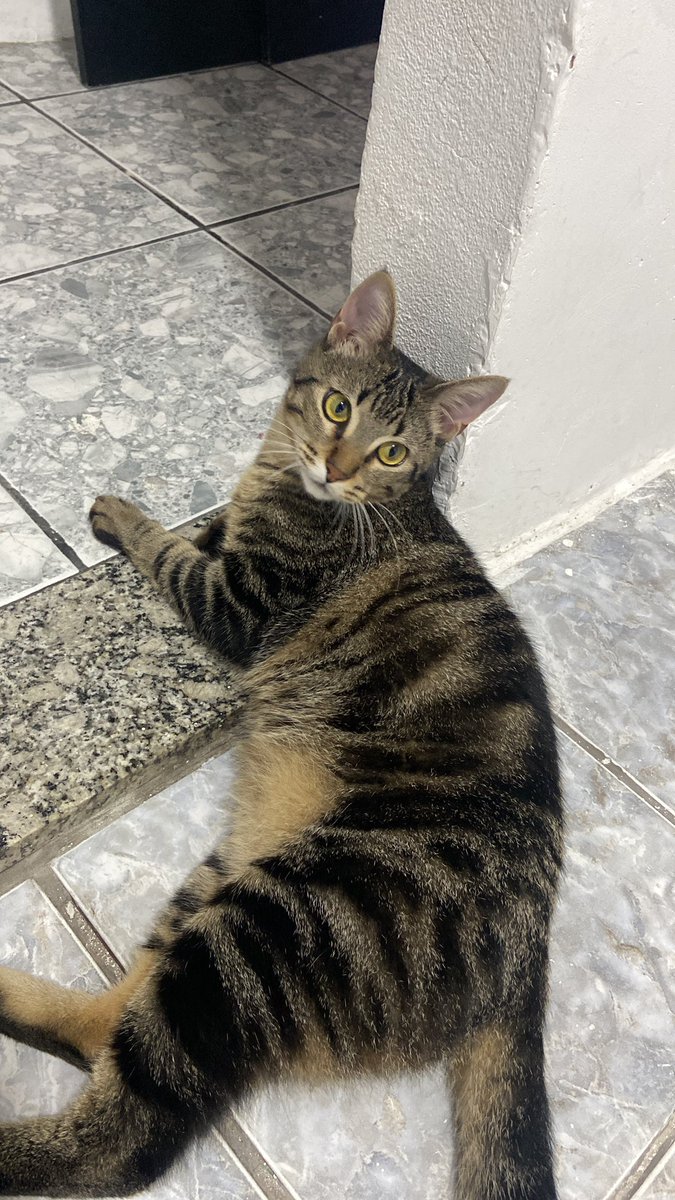 DeityDoom's tweet photo. Tigrados seguem sendo meu tipo favorito ❤️ 

Meu anjo Bonovox (até hoje considero ele mestiço de tricolor) / meu bebê Rocky Balboa https://t.co/kRFq7oHBA2