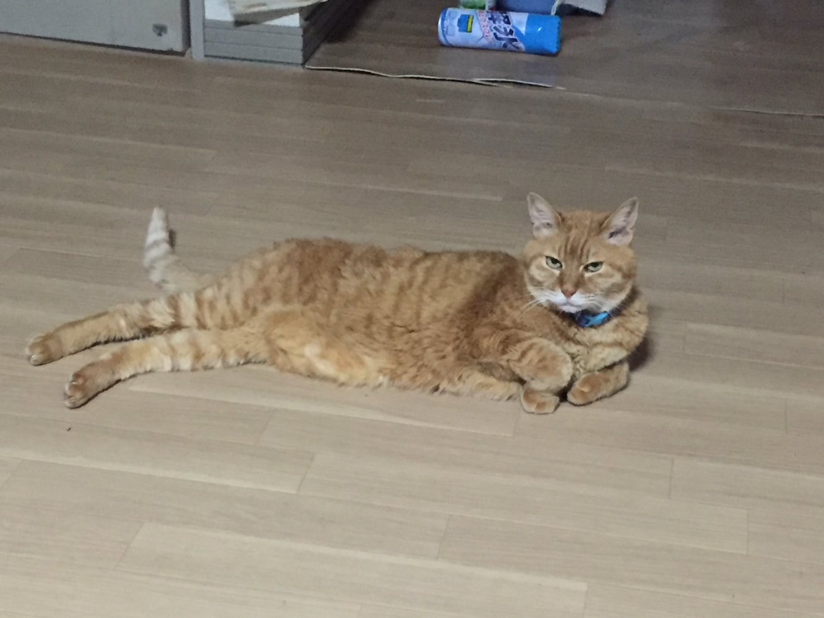 crispy_kiss's tweet photo. おはようさん😊😽
今日もそれなりに頑張りましょう☺️😽
#猫氏の思い出 https://t.co/h41OJsZ01y