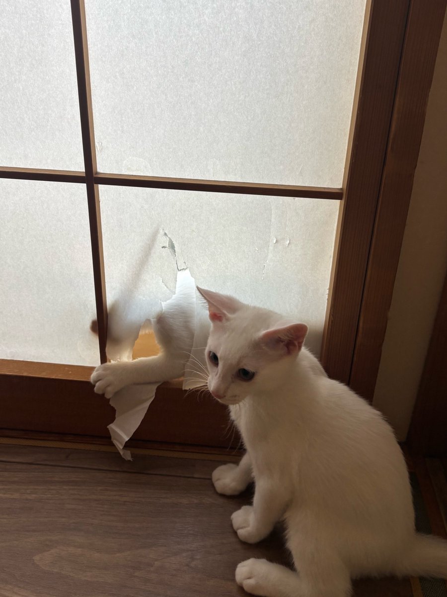 sakisakey0407's tweet photo. あーあーあーもうー… https://t.co/WCyQirZcHg