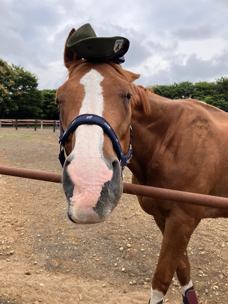 jvLVe1HRZDFTYu1's tweet photo. ①🐴Yes, sir!

②🐴No, sir! https://t.co/HAD0iMQ0Wp