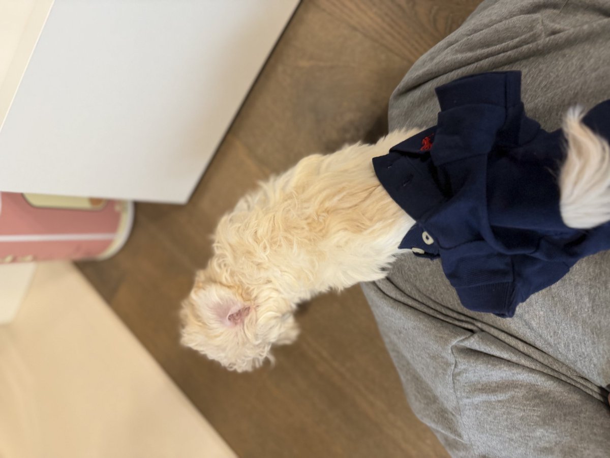 winteraphy's tweet photo. Winter's bubble update! ⭐️💭

Winter tried to put the Ralph Lauren outfits on Pponyo but Pponyo is still too small 😭😭 CUTE https://t.co/5PPFcoGwK0