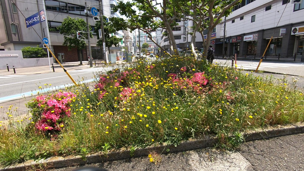 shownankikou's tweet photo. 再掲、藤沢駅北口西側にある交差点の植木桝で咲いていた花
#湘南 #藤沢市 #花 https://t.co/VPWMDRTYAU