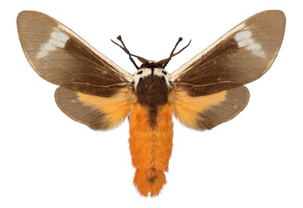 Zootaxa's tweet photo. Additions to the #TypeSeries of #Casphalia spp. (#Lepidoptera, #Limacodidae)
#taxonomy
https://t.co/8Vk5z0ZggB https://t.co/eA8JAvDQP4