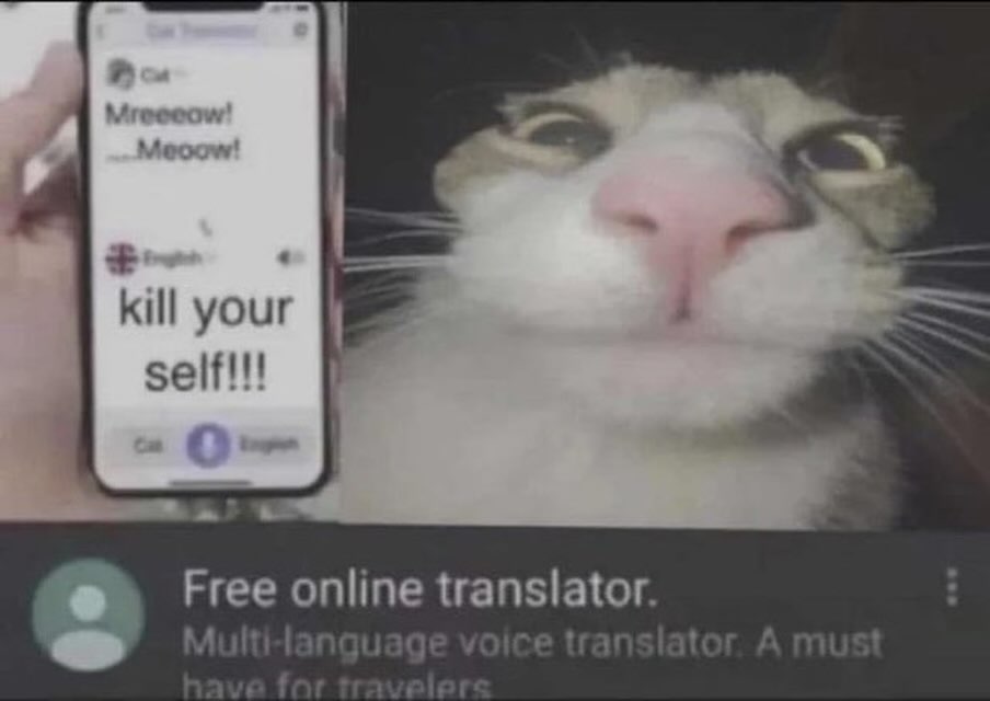Punch Cat tweet media
