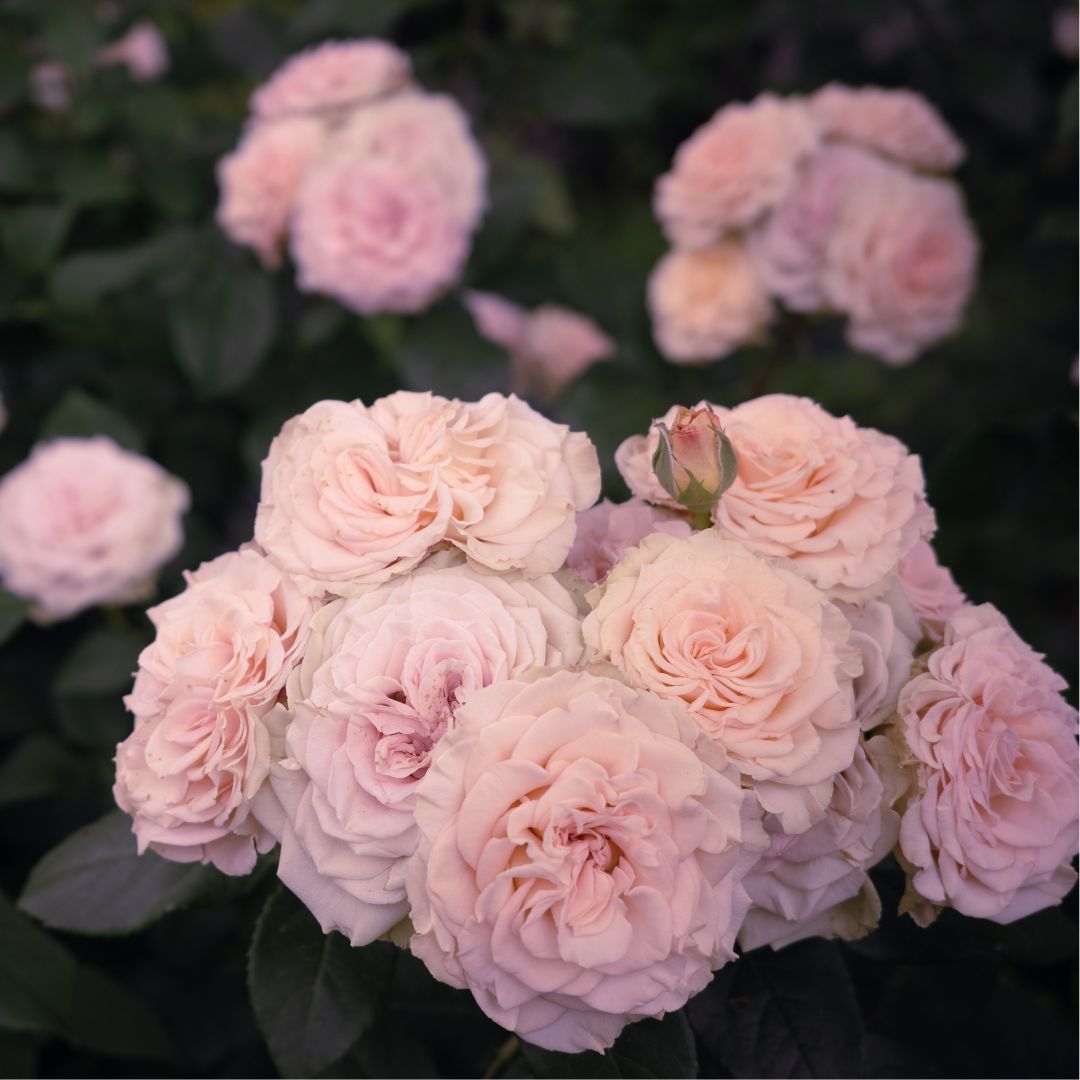 ALBION_JP's tweet photo. おはようございます。
今日の誕生花は「ピンクのバラ」、花言葉は「幸福」です。

バラといえば赤色をイメージしますが、ピンクのバラはかわいらしさと上品さを併せ持った印象ですね。
今日も幸せ溢れる一日でありますように💕

#誕生花 #花言葉 #誕生日 https://t.co/WNogedCRgf